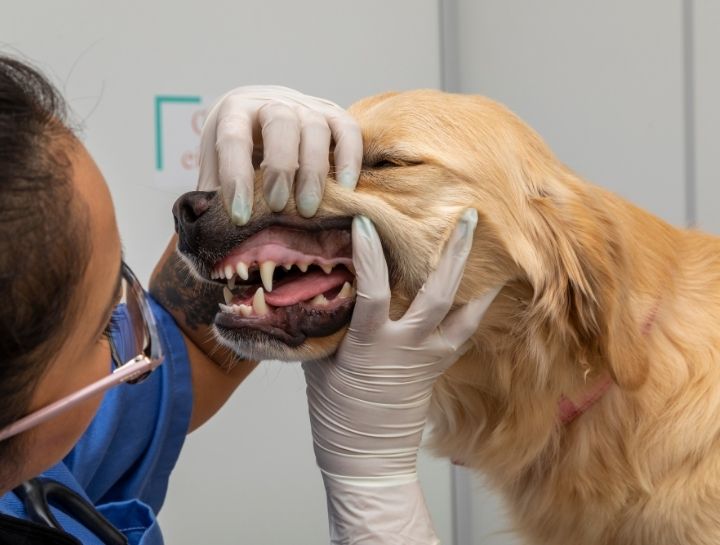 Verona Pet Dentist