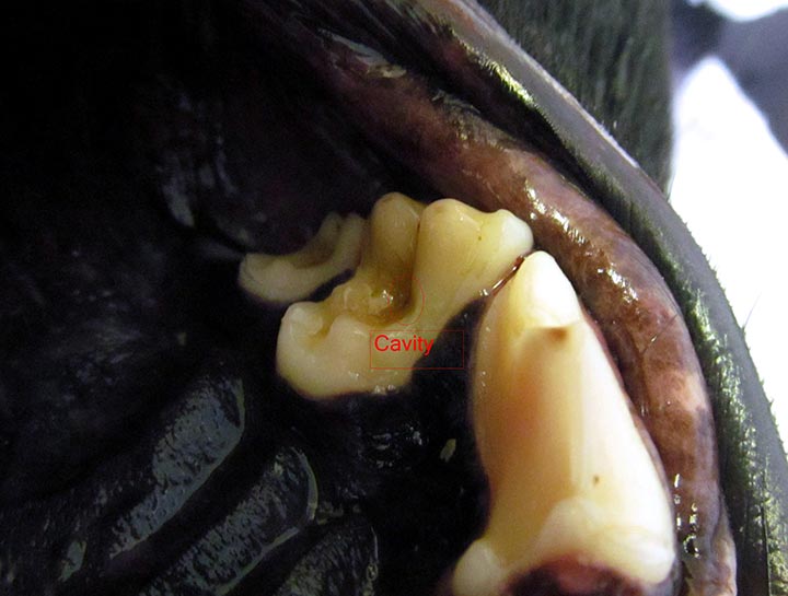 Do dogs get cavities? Pet Dental Care