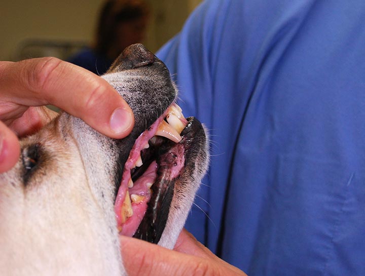 Pet Dental Diseases