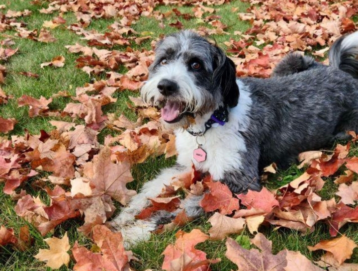 Preventive Care for Dogs