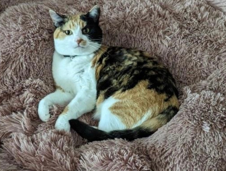 Preventive Care for Cats