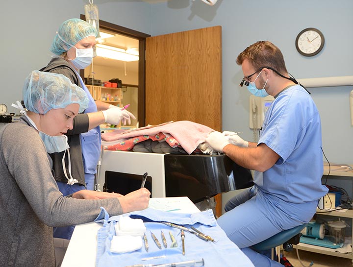 Advanced Pet Dentistry